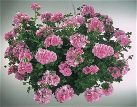 foto van een variëteit aan bloemen, te gebruiken als: Korf / Pot Pelargonium peltatum  Royal Light Pink