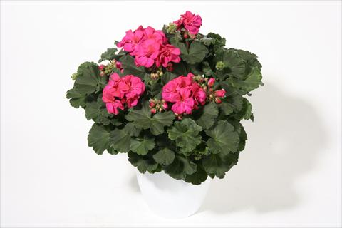foto van een variëteit aan bloemen, te gebruiken als: Perkplant / Borders Pelargonium zonale Moonlight® Emotion