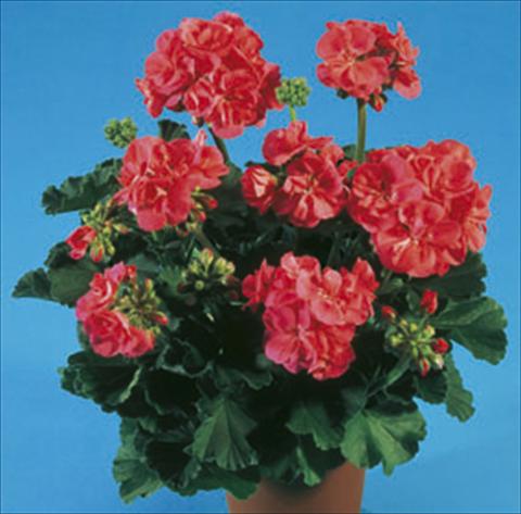 foto van een variëteit aan bloemen, te gebruiken als: Perkplant / Borders Pelargonium zonale Moonlight® Greco