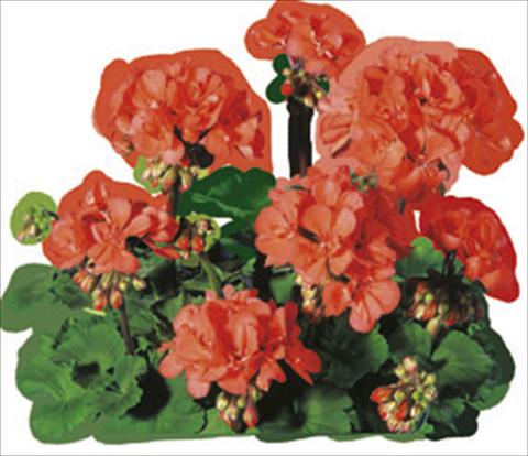 foto van een variëteit aan bloemen, te gebruiken als: Perkplant / Borders Pelargonium zonale Moonlight® Guido