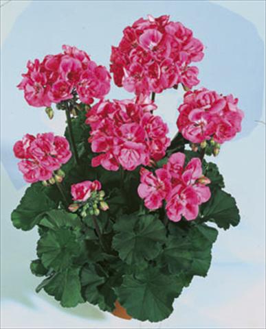 foto van een variëteit aan bloemen, te gebruiken als: Perkplant / Borders Pelargonium zonale Moonlight® Lady Ramona