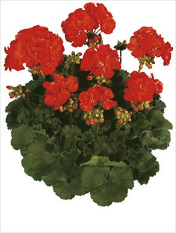 foto van een variëteit aan bloemen, te gebruiken als: Perkplant / Borders Pelargonium zonale Moonlight® Paprika
