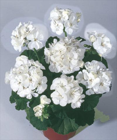 foto van een variëteit aan bloemen, te gebruiken als: Perkplant / Borders Pelargonium zonale Moonlight® Sailing
