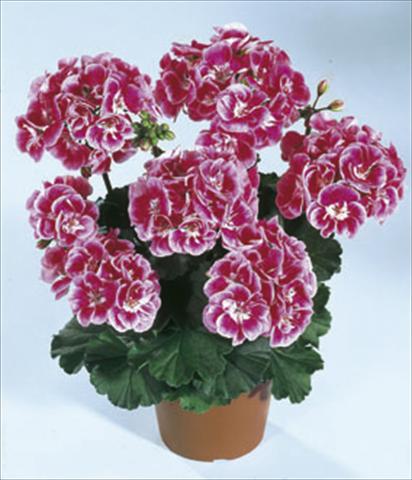 foto van een variëteit aan bloemen, te gebruiken als: Perkplant / Borders Pelargonium zonale Moonlight® Vineta