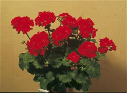 foto van een variëteit aan bloemen, te gebruiken als: Perkplant / Borders Pelargonium zonale Sunrise® Elara