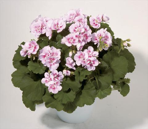 foto van een variëteit aan bloemen, te gebruiken als: Perkplant / Borders Pelargonium zonale Sunrise® Kristina