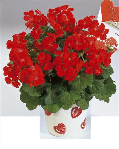 foto van een variëteit aan bloemen, te gebruiken als: Perkplant / Borders Pelargonium zonale True Love Red