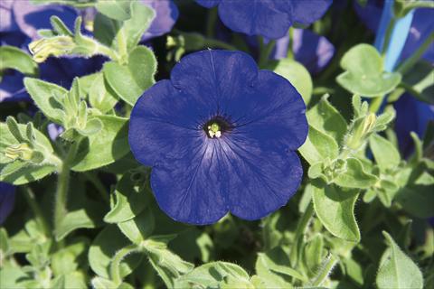 foto van een variëteit aan bloemen, te gebruiken als: Korf / Pot Petunia pendula Charming Blue
