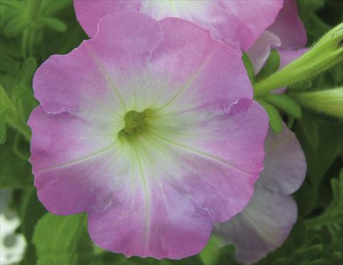 foto van een variëteit aan bloemen, te gebruiken als: Korf / Pot Petunia pendula Charming Pink