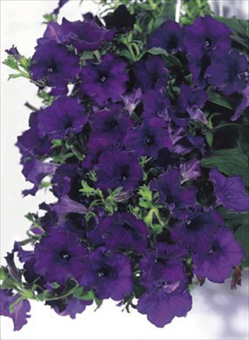 foto van een variëteit aan bloemen, te gebruiken als: Korf / Pot Petunia CompactFamous™ Blue