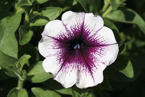 foto van een variëteit aan bloemen, te gebruiken als: Korf / Pot Petunia Famous™ Dark Violet Vein