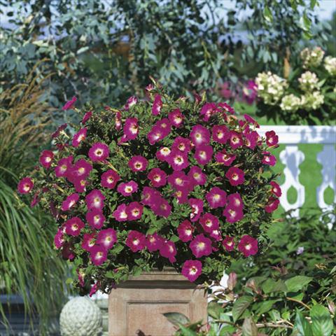 foto van een variëteit aan bloemen, te gebruiken als: Korf / Pot Petunia Famous™ Hot Rose Morn