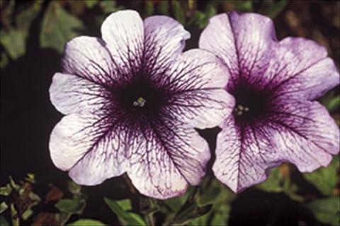 foto van een variëteit aan bloemen, te gebruiken als: Korf / Pot Petunia Famous™ Lilac Dark Vein