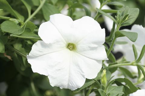 foto van een variëteit aan bloemen, te gebruiken als: Korf / Pot Petunia Famous™ New White