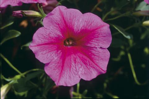foto van een variëteit aan bloemen, te gebruiken als: Korf / Pot Petunia Famous™ Rose Star