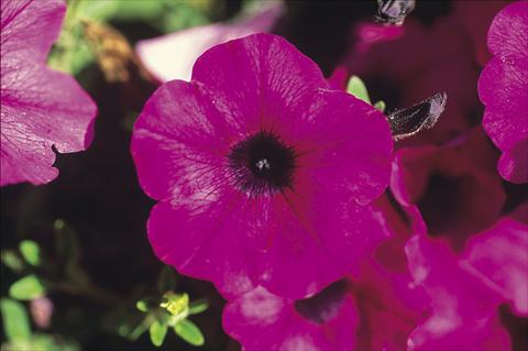 foto van een variëteit aan bloemen, te gebruiken als: Korf / Pot Petunia Famous™ Trailing Purple