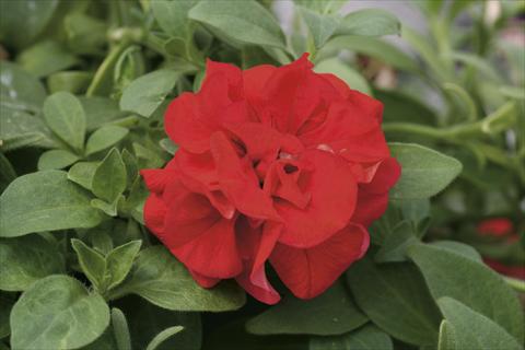foto van een variëteit aan bloemen, te gebruiken als: Korf / Pot Petunia pendula Sweet Sunshine® Red