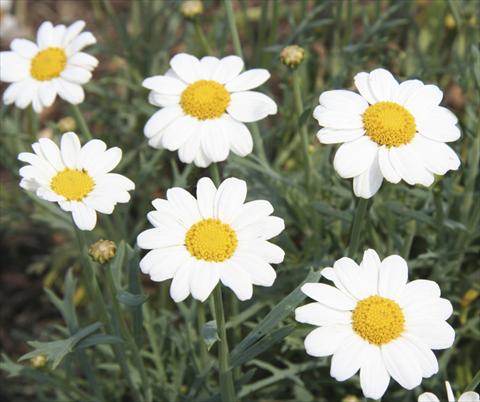 foto van een variëteit aan bloemen, te gebruiken als: Perkplant / Borders Argyranthemum LaRita® White Beauty