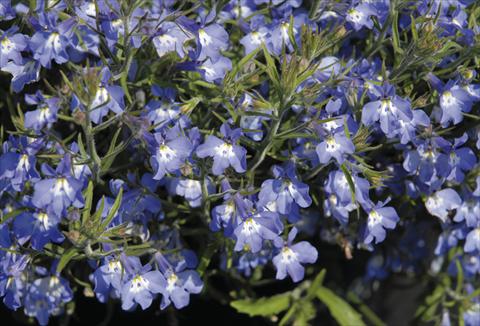 foto van een variëteit aan bloemen, te gebruiken als: Perkplant / Borders Lobelia Curaçao® Blue with Eye