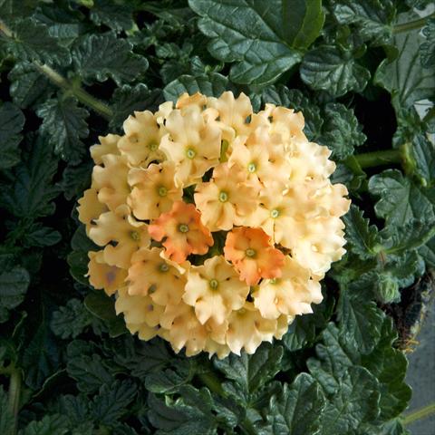 foto van een variëteit aan bloemen, te gebruiken als: Perkplant / Borders Verbena Fuego™ sel® Apricot