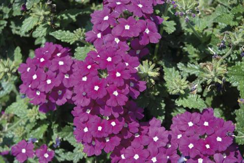 foto van een variëteit aan bloemen, te gebruiken als: Perkplant / Borders Verbena Fuego™ sel® Violet with Eye