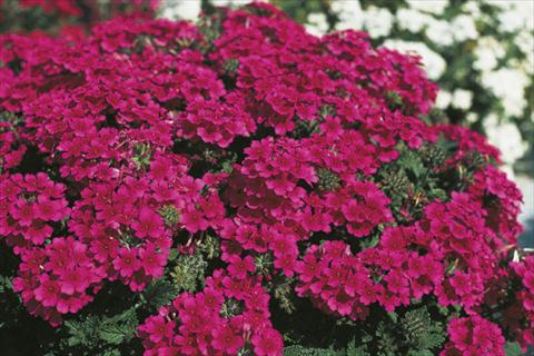 foto van een variëteit aan bloemen, te gebruiken als: Korf / Pot Verbena Lascar® sel® Hot Rose