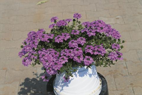 foto van een variëteit aan bloemen, te gebruiken als: Korf / Pot Verbena Compact Lascar® Lavender