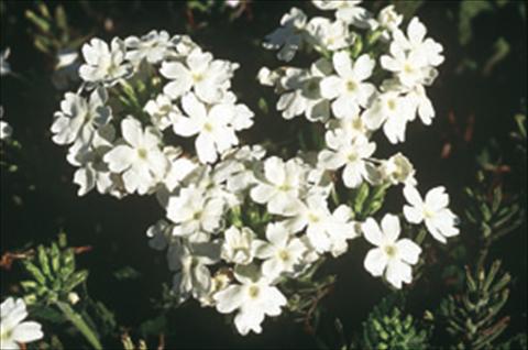foto van een variëteit aan bloemen, te gebruiken als: Korf / Pot Verbena Compact Lascar® White