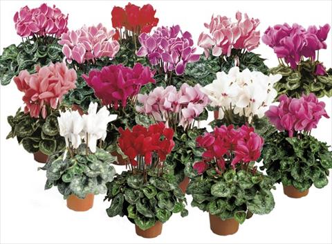 foto van een variëteit aan bloemen, te gebruiken als: Pot - en perkplant Cyclamen persicum Formula 1