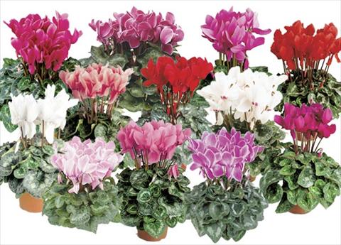 foto van een variëteit aan bloemen, te gebruiken als: Pot - en perkplant Cyclamen persicum Formula 2
