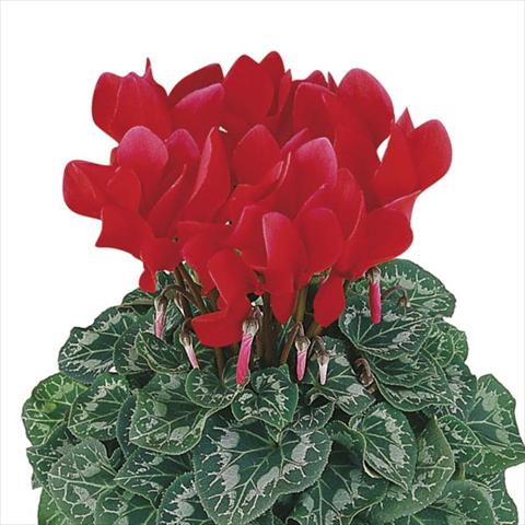 foto van een variëteit aan bloemen, te gebruiken als: Pot - en perkplant Cyclamen persicum Halios® Écarlate Vif