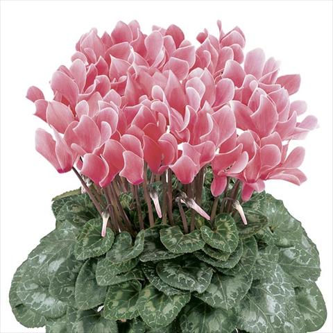 foto van een variëteit aan bloemen, te gebruiken als: Pot - en perkplant Cyclamen persicum Latinia® Flammé Premium