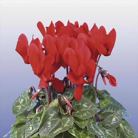 foto van een variëteit aan bloemen, te gebruiken als: Pot - en perkplant Cyclamen persicum mini Super Serie Compact Red