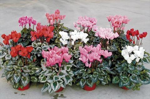 foto van een variëteit aan bloemen, te gebruiken als: Pot - en perkplant Cyclamen persicum Midi Competition F1