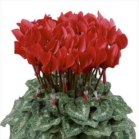 foto van een variëteit aan bloemen, te gebruiken als: Pot - en perkplant Cyclamen persicum Latinia® Rouge Écarlate