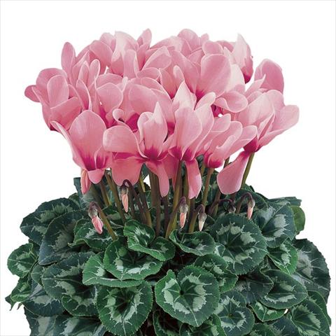 foto van een variëteit aan bloemen, te gebruiken als: Pot - en perkplant Cyclamen persicum Halios® Rose à Oeil