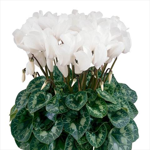 foto van een variëteit aan bloemen, te gebruiken als: Pot - en perkplant Cyclamen persicum Halios® Blanc Pur