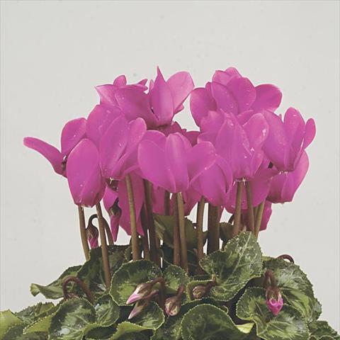 foto van een variëteit aan bloemen, te gebruiken als: Pot - en perkplant Cyclamen persicum mini Super Serie Verano Dark Violet