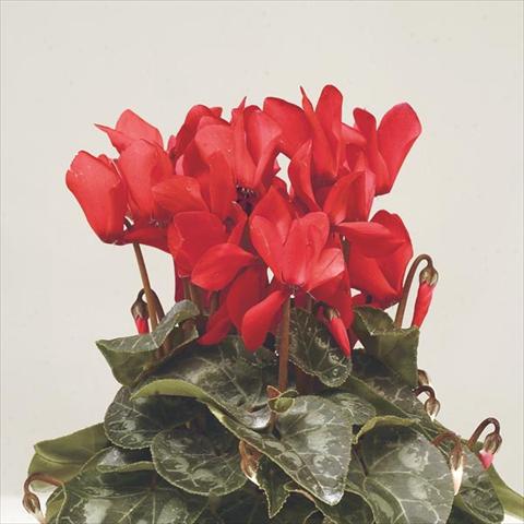 foto van een variëteit aan bloemen, te gebruiken als: Pot - en perkplant Cyclamen persicum mini Super Serie Verano Red