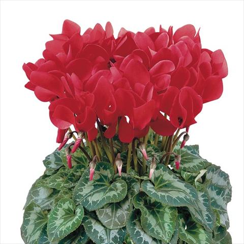 foto van een variëteit aan bloemen, te gebruiken als: Pot - en perkplant Cyclamen persicum Halios® Écarlate Vif Compact