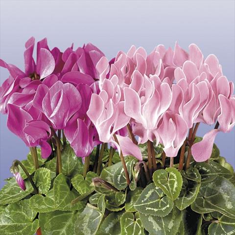 foto van een variëteit aan bloemen, te gebruiken als: Pot - en perkplant Cyclamen persicum mini Super Serie Compact Flamed Mix