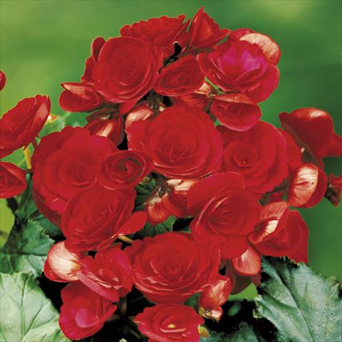 foto van een variëteit aan bloemen, te gebruiken als: Korf / Pot Begonia elatior Barkos Red