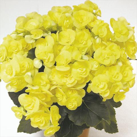 foto van een variëteit aan bloemen, te gebruiken als: Korf / Pot Begonia elatior Blitz Yellow