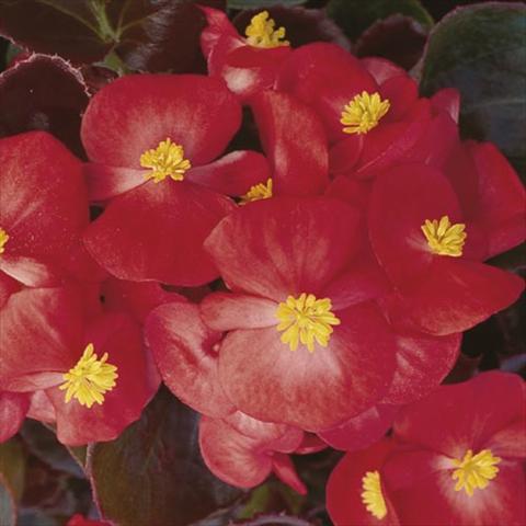 foto van een variëteit aan bloemen, te gebruiken als: Pot - en perkplant Begonia semperflorens Hy F1 Scarlet Bronzed Leaf
