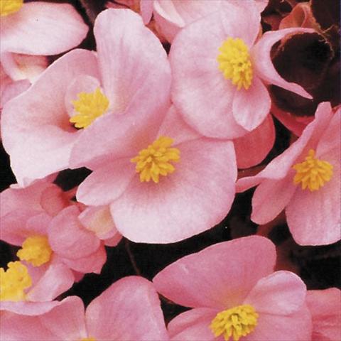 foto van een variëteit aan bloemen, te gebruiken als: Pot - en perkplant Begonia semperflorens Hy F1 Rose Bronzed leaf
