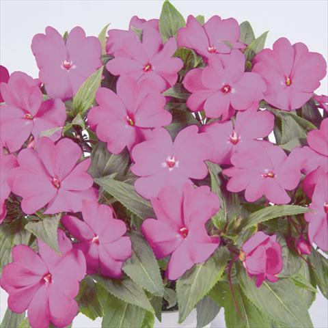 foto van een variëteit aan bloemen, te gebruiken als: Korf / Pot Impatiens N. Guinea Harmony Dark Purple
