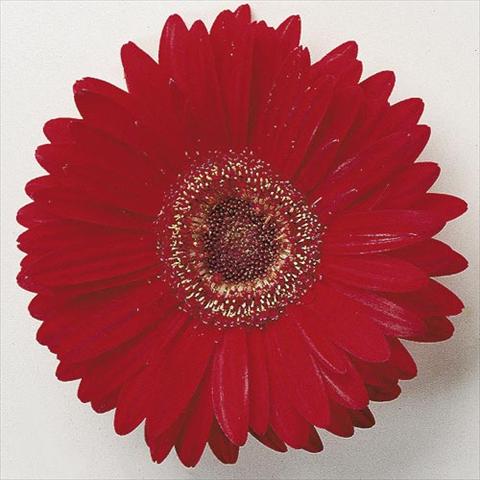 foto van een variëteit aan bloemen, te gebruiken als: Pot - en perkplant Gerbera jamesonii Festival F1 Scarlet with Eye