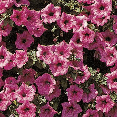 foto van een variëteit aan bloemen, te gebruiken als: Korf / Pot Petunia pendula Surfinia® Hot Pink 05
