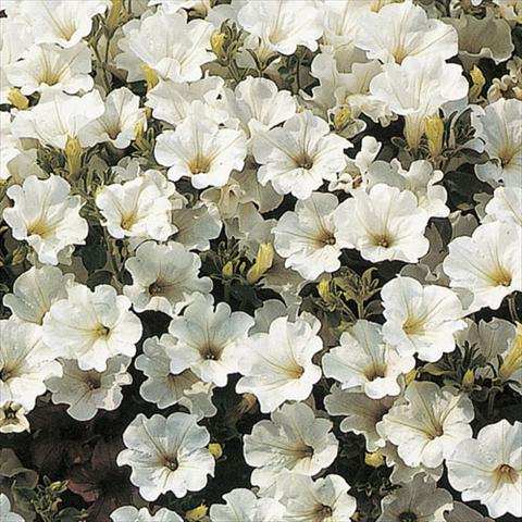 foto van een variëteit aan bloemen, te gebruiken als: Korf / Pot Petunia pendula Surfinia® White
