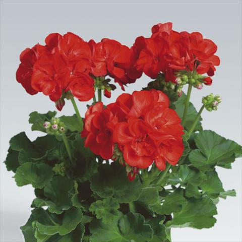 foto van een variëteit aan bloemen, te gebruiken als: Potplant, perkplant, patioplant Pelargonium zonale pac® Anthony